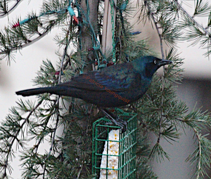 urban garden winterizing update, container gardening, diy, flowers, gardening, perennial, seasonal holiday decor, urban living, Winter Season 2012 13 A common grackle alights on my larch to snack on suet More info