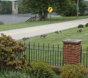what kind of wildlife nuisances are in your suburban neighborhood, outdoor living, pets animals, Jokers to the right