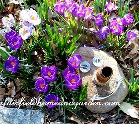 spring fever, flowers, gardening, hydrangea, outdoor living, March crocus and my Rock Man