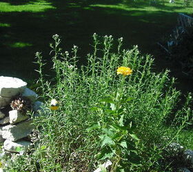 sharing my roses and flowers with garden 2, flowers, gardening, outdoor living, In back of pond