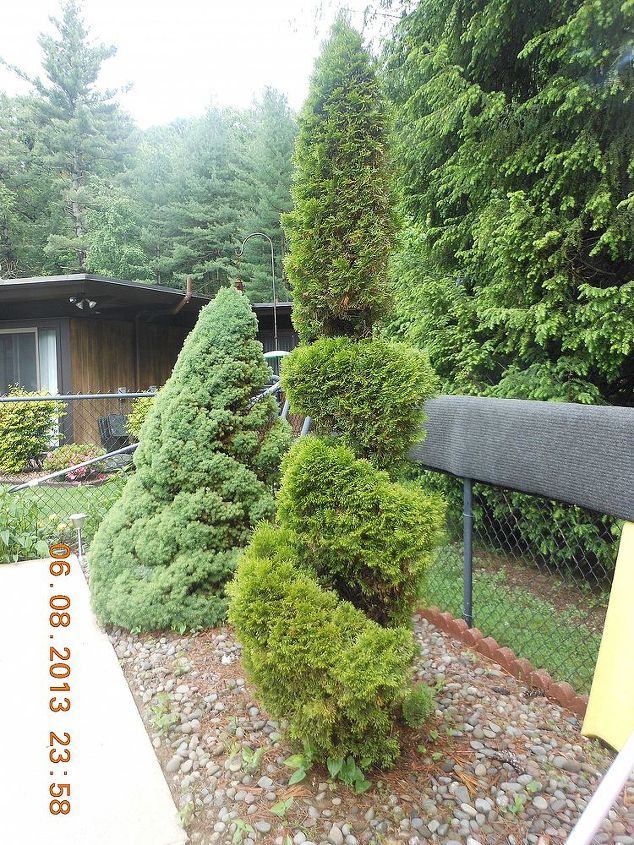 what is the best technique to trim an arborvitae, gardening, landscape