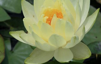 Water Lilies - A Great Aquatic Plant for your Water Garden...