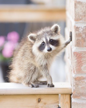 an all natural raccoon repellant spices, go green, pest control