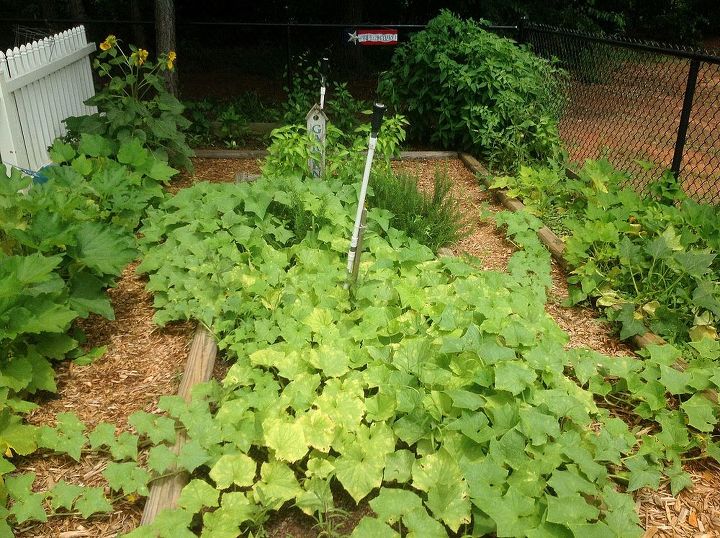 meu jardim na edio de 2013, Cukes no centro com Banana Peppers atr s deles Piment es verdes na parte de tr s da cerca Abobrinha esquerda e ab bora direita 7 de julho de 2013