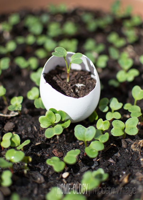 what to do with the leftover eggshells eggshell seedling pots, gardening, repurposing upcycling