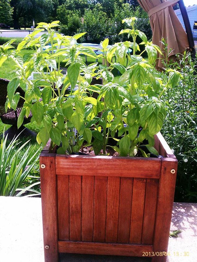 q drying my basil out, gardening, Basil w 2 brown chili peppers behind them Today 8 4 13