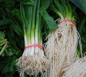 the 16 best healthy edible plants to grow indoors, gardening, Like garlic scallions are part of the allium family of vegetables which has been associated with cancer prevention and may help protect the body from free radicals by products of cellular processes that can cause cellular damage