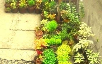This is My Humble Garden Here in the Philippines