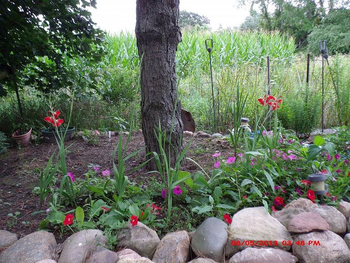 joe s 2013 gardening project, flowers, gardening, Some gladiolas and petunias around the pine tree in our backyard 8 5 13