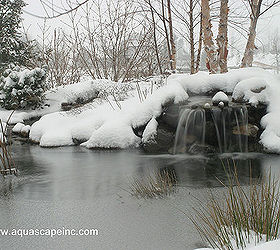 how do pond fish cope during winter, landscape, outdoor living, pets animals, ponds water features, However some might wonder how well they survive winter especially winters like we ve had this year