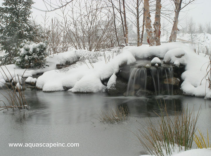 how do pond fish cope during winter, landscape, outdoor living, pets animals, ponds water features, However some might wonder how well they survive winter especially winters like we ve had this year