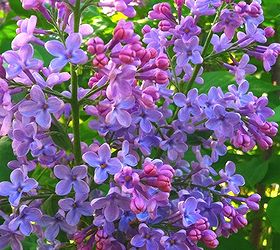 lilacs, flowers, gardening, outdoor living, A favorite springtime flower that comes in several shades of purple and white