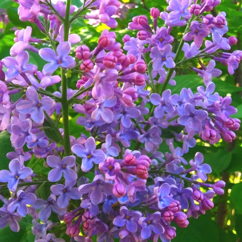 consejos para el cultivo de lilas, Una de las flores favoritas de la primavera que viene en varios tonos de p rpura y blanco
