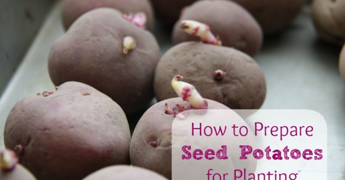 Best Way To Prepare Seed Potatoes For Planting - How To Store Seed Potatoes Before Planting
