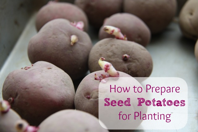 how to prepare seed potatoes for planting, gardening, homesteading