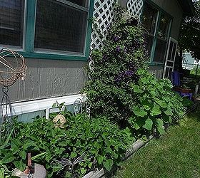 my gardentour, gardening, outdoor living, Chinese lantern taking over along with a healthy Clematis and some Hollyhocks
