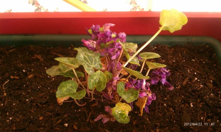 i redid this flower box thats built into the wall of back doorway but having, flowers, gardening, Cyclamen one one side