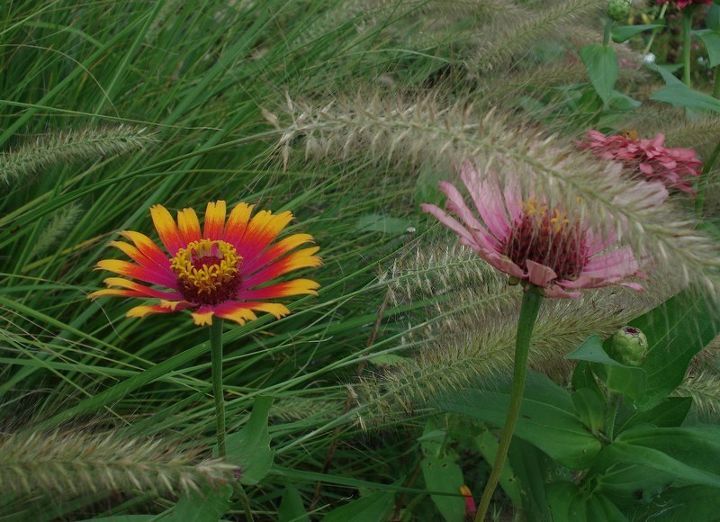 comparte usted las vistas de su jardn para animar a otros a probarlo