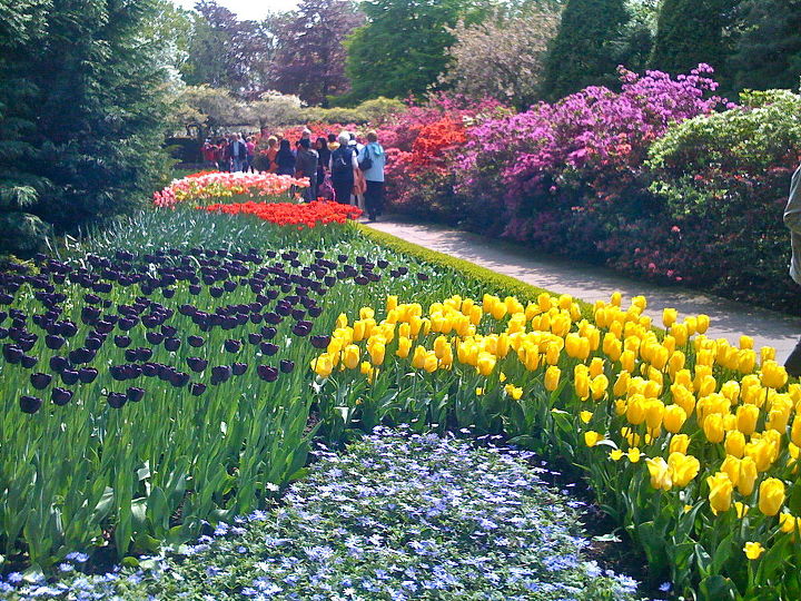 keukenhof gardens, flowers, gardening, The grounds of Keukenhof Gardens are immaculate The paths lead you from one spectacular garden to another