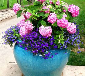 summer container planting, container gardening, flowers, gardening, hydrangea