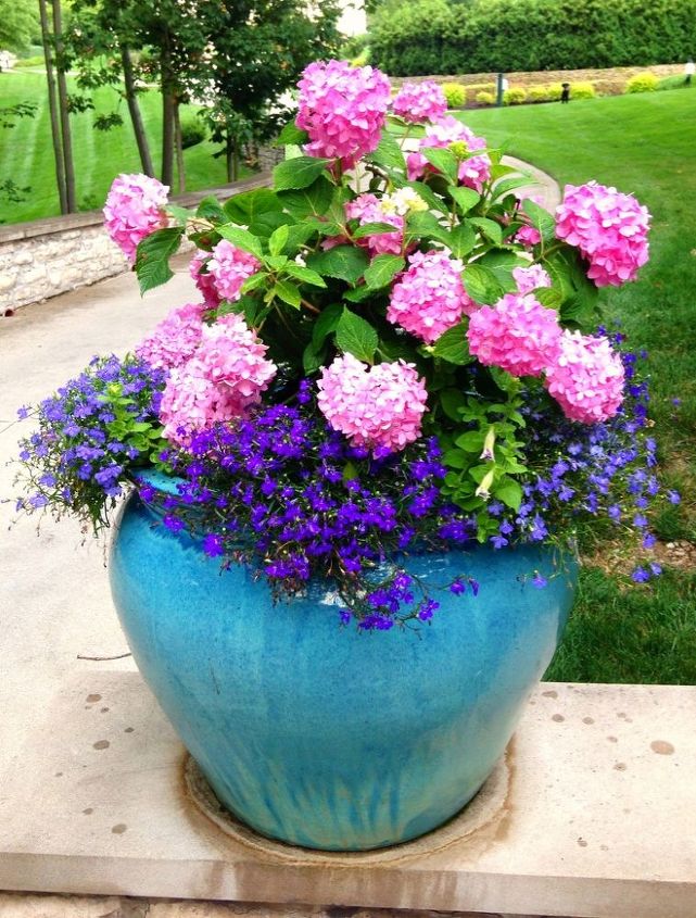 summer container planting, container gardening, flowers, gardening, hydrangea
