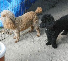 my faithful guard dogs little bit and sophie, pets animals, Little Bit is the brown poodle She is 9 years old