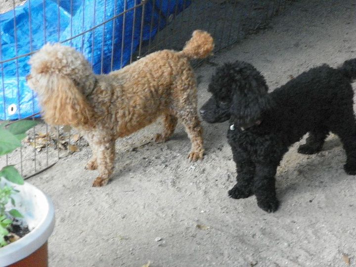 my faithful guard dogs little bit and sophie, pets animals, Little Bit is the brown poodle She is 9 years old