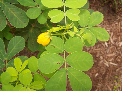 algum sabe que planta essa