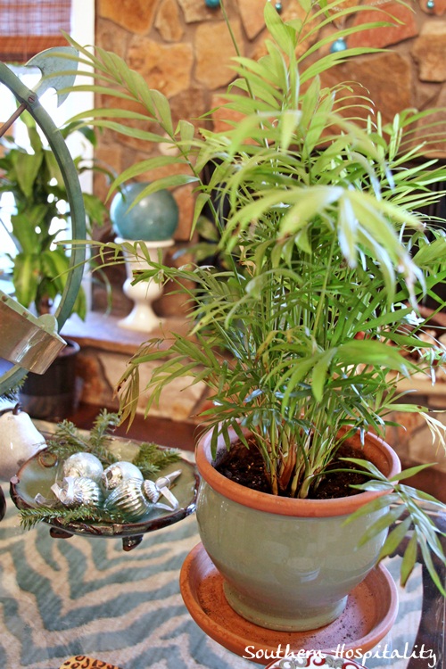 adding plants for the new year, gardening, home decor