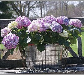 How do I care for a potted hydrangea? Hometalk