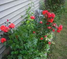 sharing my roses and flowers with garden 2, flowers, gardening, outdoor living, Roses on the side of the house did great