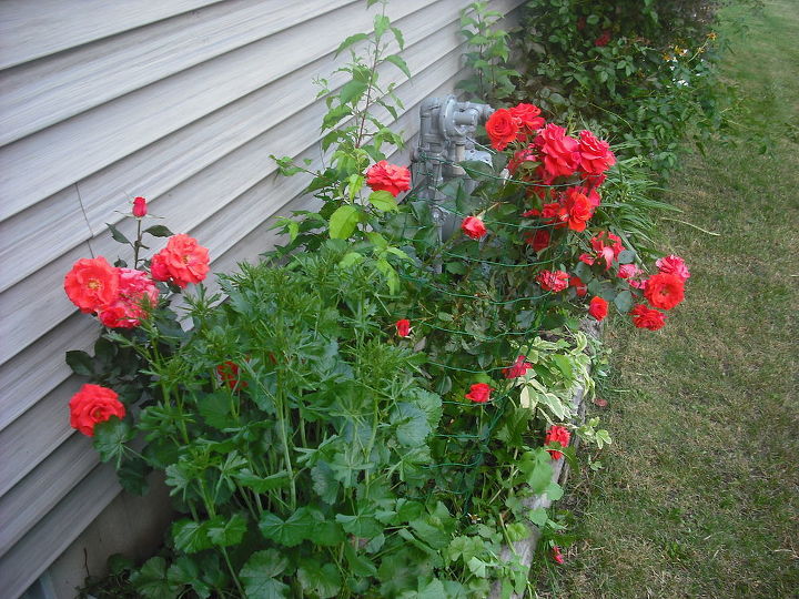 sharing my roses and flowers with garden 2, flowers, gardening, outdoor living, Roses on the side of the house did great