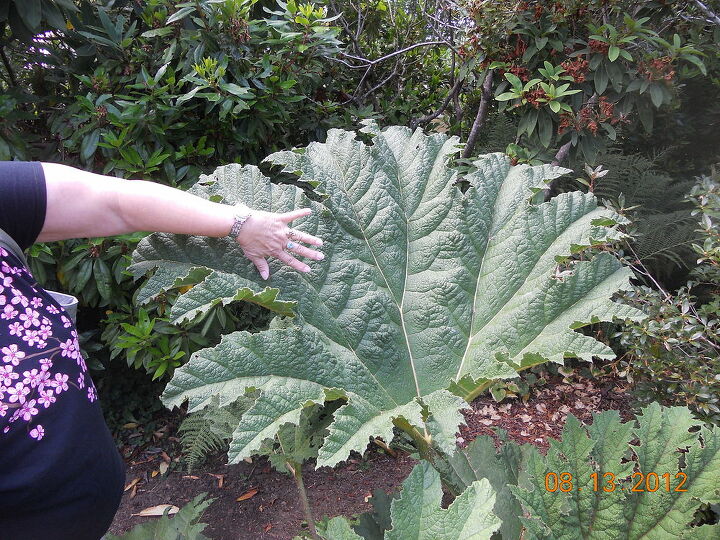 what in the world is this plant it is humongous oregon coast lincoln city, gardening