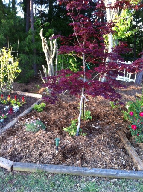 my garrden 2013 edition, flowers, gardening, Beautiful Japanese Maple Tree Given to us in 2006 for a house warming gift
