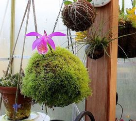 my spring garden, flowers, gardening, outdoor living, succulents, Terrestrial orchid Kokedama