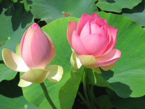 aquatic blooms and blossoms, gardening, Lotus Carolina Queen