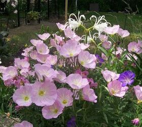 this year s flowers 2013, flowers, gardening, hibiscus, pink evening primrose