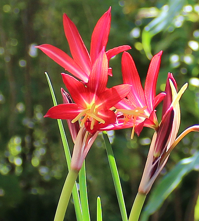 oxblood lilies for fall color, gardening, The blooms of the oxblood lily via Louis the Plant Geek