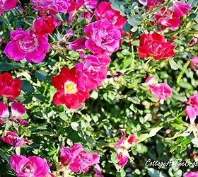 creating a bed for drift roses, gardening, landscape, These Red Drift roses bloom red and fade to pink
