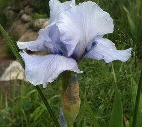 flowers in my gardens, flowers, gardening, One of many Iris in my flower beds