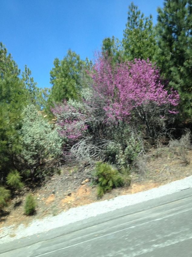 q can you identify this pink plant, gardening