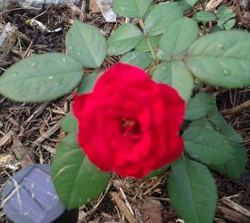 my ideas, flowers, gardening, landscape, MY ALMOST RED ROSE MI ROSA COLOR RED