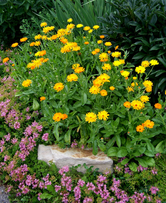 volunteers that lend a gardener an unrequested helping hand, flowers, gardening, perennials, Undemanding of anything but a sunny spot it shows up every summer to add a punch of bright color to my July garden and keeps blooming until late fall