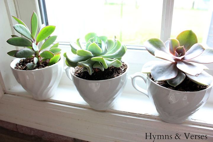 teacup succulents, crafts, flowers, gardening, seasonal holiday decor, succulents