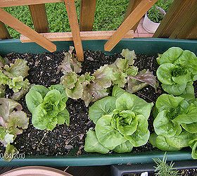 growing flowers plants vegetables and flowers on my deck, flowers, gardening, urban living, This is my first stab at growing vegetables in a grow box on my deck