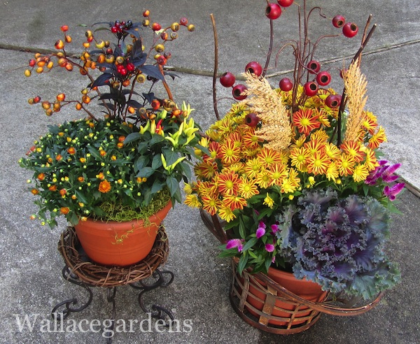 tgif thank god it s fall y all part 2 gardenchat falldecor, container gardening, gardening, seasonal holiday d cor, After a little bit of driveway assembly these containers are ready to be delivered to the client