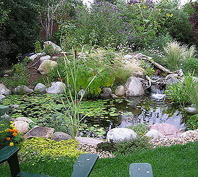 water gardening ponds water features waterfalls koi ponds outdoor lifestyles, gardening, outdoor living, ponds water features, After What a transformation from a plain backyard into a beautiful oasis