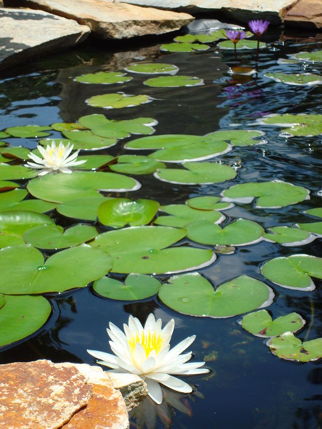 waterlilies, ponds water features