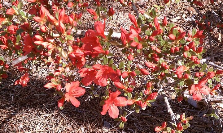 q anyone know what these plants are found them in our wooded area the shrub flowers, flowers, gardening, This is a small shrub about 3 4 feet tall The leaves are small oval shape Is this some kind of azalea