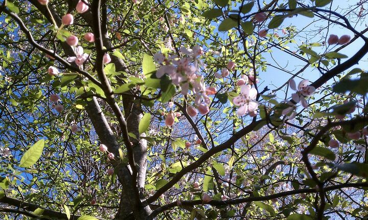 q anyone know what these plants are found them in our wooded area the shrub flowers, flowers, gardening, This is a tree in the woods Any idea what it is We have a couple of them